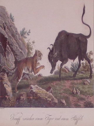 Item #202666 Kampf zwischen einem Tiger und einem Buffelo (Fight between a Tiger and a Buffalo)....