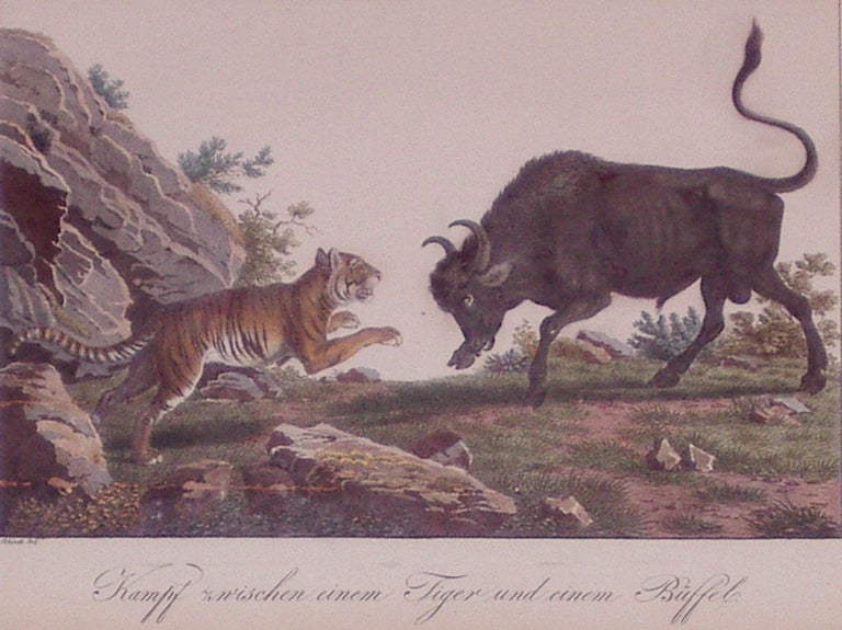 Item #202666 Kampf zwischen einem Tiger und einem Buffelo (Fight between a Tiger and a Buffalo). J. J. X. PFYFFER ZU NEUECK.