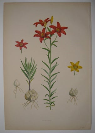 Item #208959 Lilium concolor. Walter Hood FITCH
