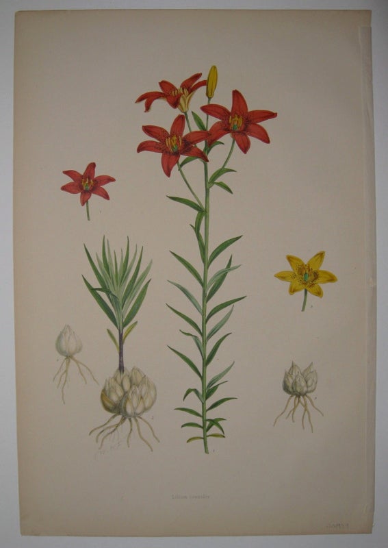 Item #208959 Lilium concolor. Walter Hood FITCH.