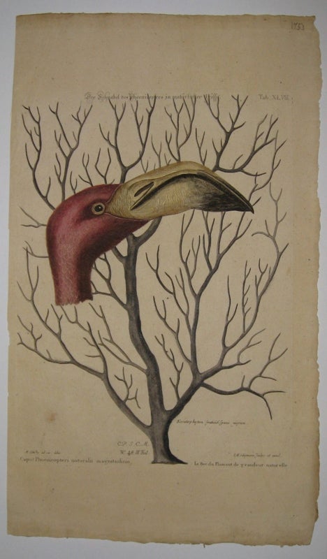 Item #209338 Flamingo; Der Schnabel des Phoenicopfers. Mark CATESBY.