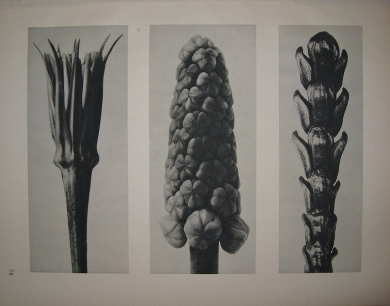 Item #209839 a. Tragopogon porrifolius (Salsify, flower bud) b. Muscari neglegtum (Grapehyacinth, raceme) c, Thujopsis dolobrata (Hibe arbor-vitae, part of a frond) Plate 78. Karl BLOSSFELDT.