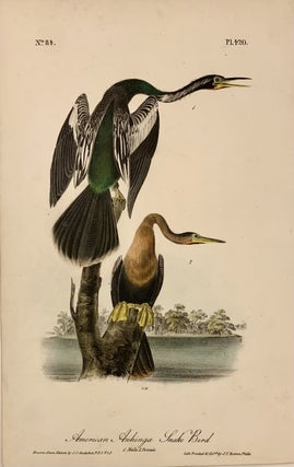 Item #210850 American Anhinga Snake Bird [Plate 420]. John James AUDUBON