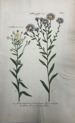 Item #211065 Aster ramosus Canadensis flore coeruleo; N. 194. Johann Wilhelm WEINMANN