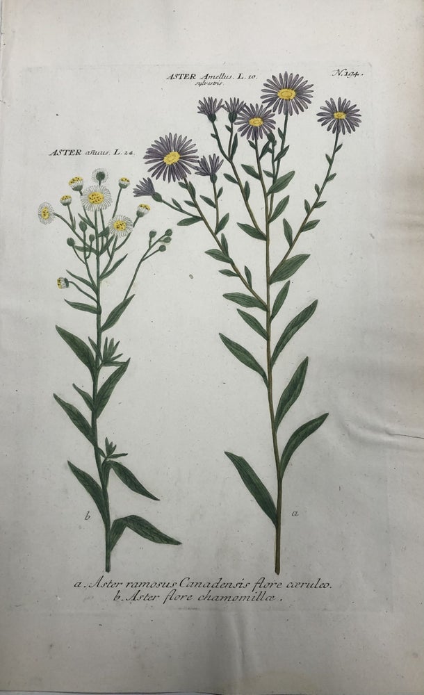 Item #211065 Aster ramosus Canadensis flore coeruleo; N. 194. Johann Wilhelm WEINMANN.