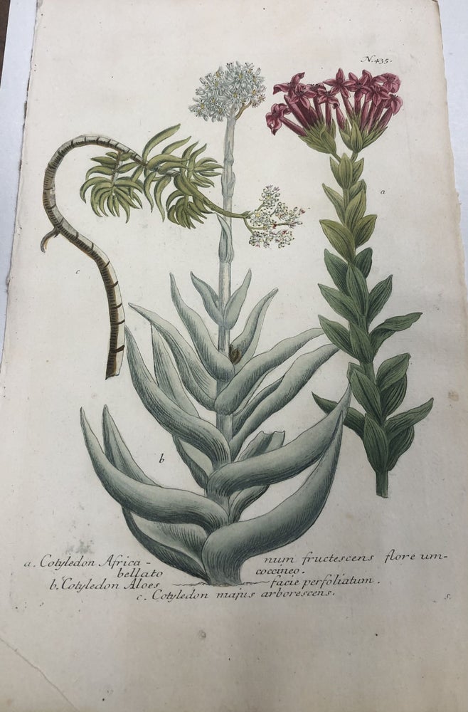 Item #211068 Cotyledon Africanum fructescens flore; N. 435. Johann Wilhelm WEINMANN.