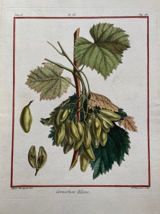 Item #211423 Cornichon Blanc P. 280. Henri-Louis Duhamel du MONCEAU