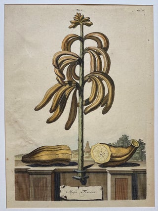 Item #211447 Musa Fructus. Abraham MUNTING
