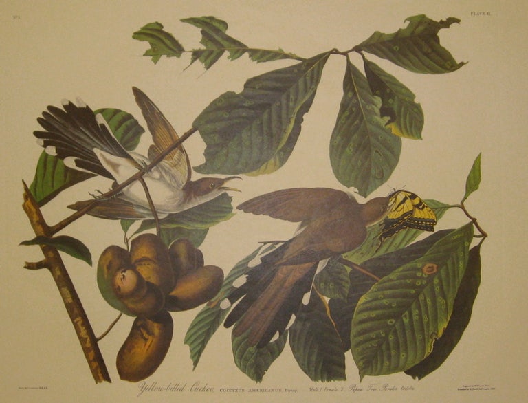 Item #217051 Yellow-billed Cuckoo, Coccyxus Americanus. Bonap, Male. 1. Female. 2. Papaw Tree. Porcelia triloba. [Havell 2]. John James AUDUBON.