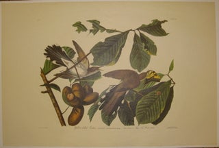 Yellow-billed Cuckoo, Coccyxus Americanus. Bonap, Male. 1. Female. 2. Papaw Tree. Porcelia triloba. [Havell 2]