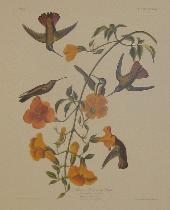 Item #217068 Mango Humming Bird. Tricholus Mango. Males, 1.2.3. Females, 4.5. Bignonia grandiflora [Havell 184]. John James AUDUBON.