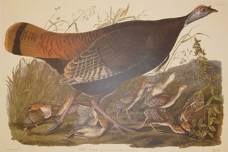 Item #217071 Wild Turkey, Meleagris Gallopavo. Linn Female and Young [Havell 6]. John James AUDUBON