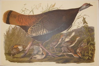 Wild Turkey, Meleagris Gallopavo. Linn Female and Young [Havell 6]