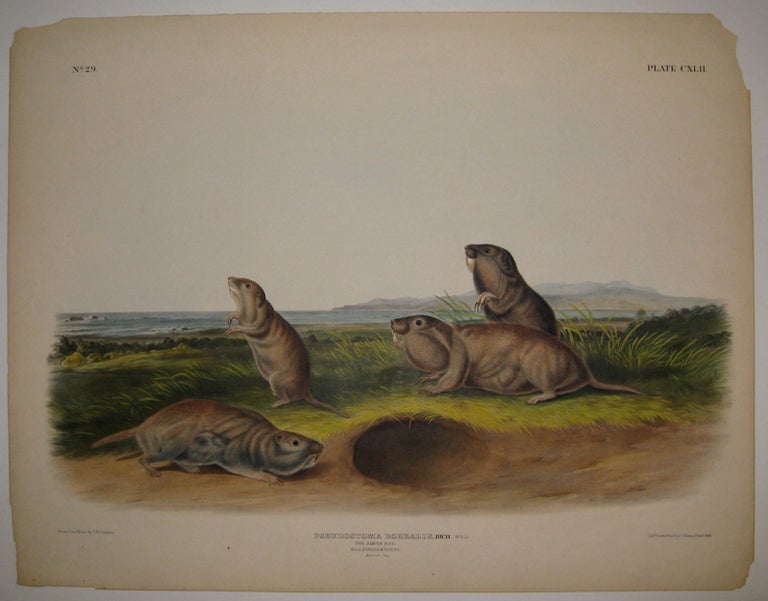 Item #217597 Pseudostoma Borealis (The Camas Rat) [Plate 142]. John James AUDUBON.