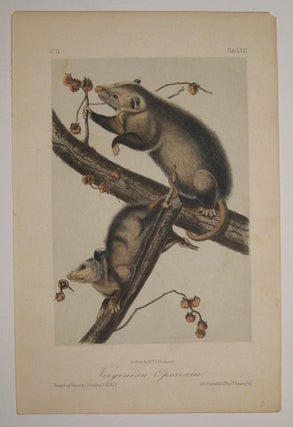 Item #217724 Virginian Opossum [Plate 66]. John James AUDUBON