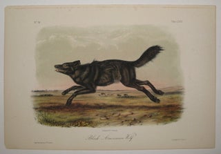 Item #217728 Black American Wolf [Plate 77]. John James AUDUBON
