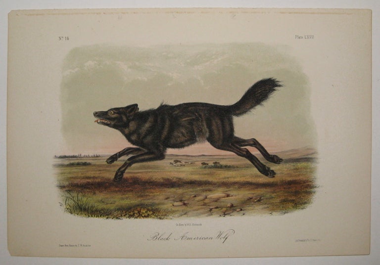 Item #217728 Black American Wolf [Plate 77]. John James AUDUBON.