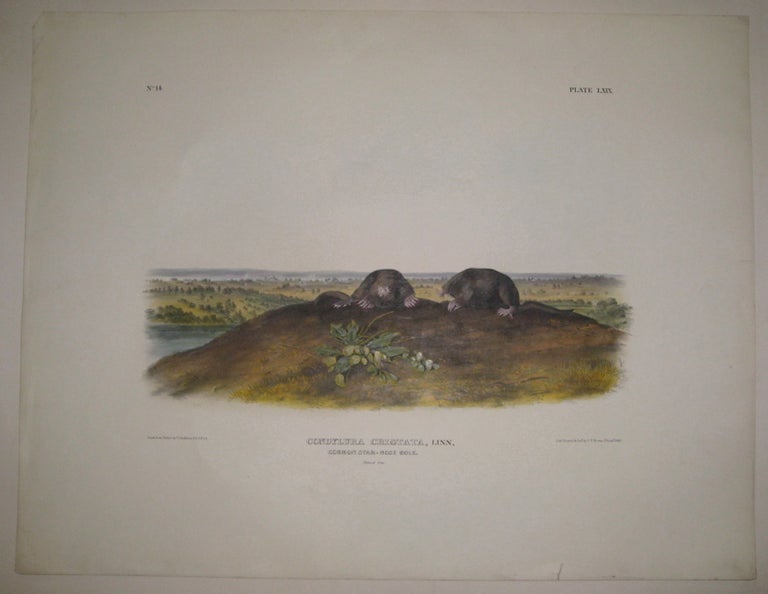 Item #217809 Condylura Cristata (Common Star-Nose Mole) [Plate 69]. John James AUDUBON.