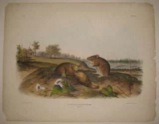 Item #217812 Arvicola Hispidus (Cotton Rat) [Plate 30]. John James AUDUBON