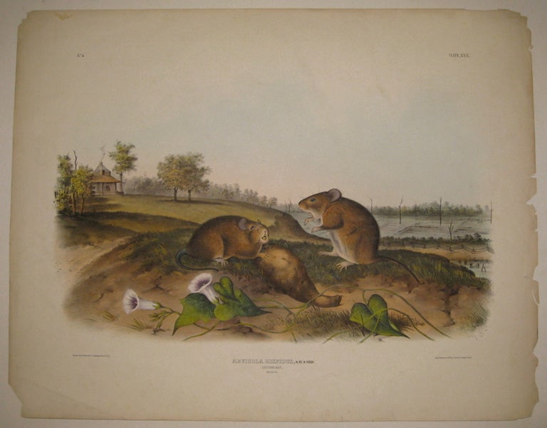 Item #217812 Arvicola Hispidus (Cotton Rat) [Plate 30]. John James AUDUBON.