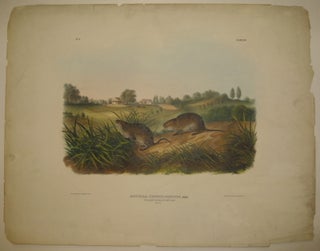 Item #217816 Arvicola Pennsylvanicus (Wilsons Meadow Mouse) [Plate 45]. John James AUDUBON