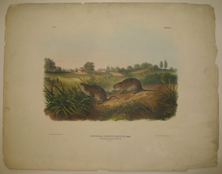Item #217816 Arvicola Pennsylvanicus (Wilsons Meadow Mouse) [Plate 45]. John James AUDUBON.