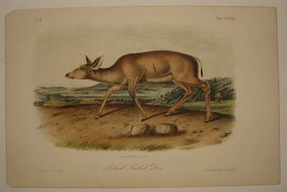 Item #217830 Black-Tailed Deer [Plate 78]. John James AUDUBON
