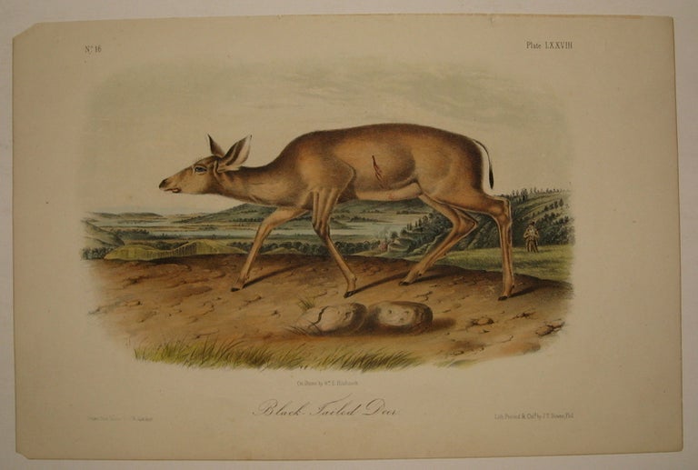 Item #217830 Black-Tailed Deer [Plate 78]. John James AUDUBON.