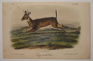 Item #218063 Long-tailed Deer [Plate 118]. John James AUDUBON