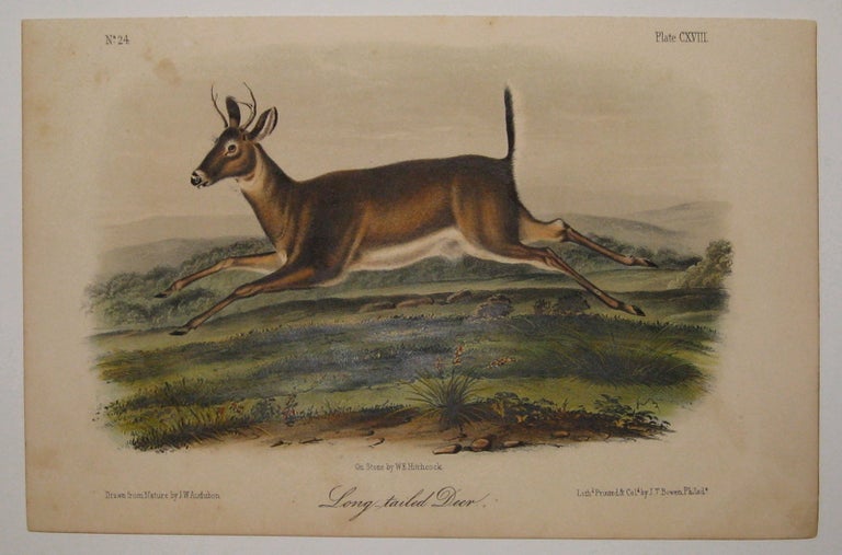 Item #218063 Long-tailed Deer [Plate 118]. John James AUDUBON.