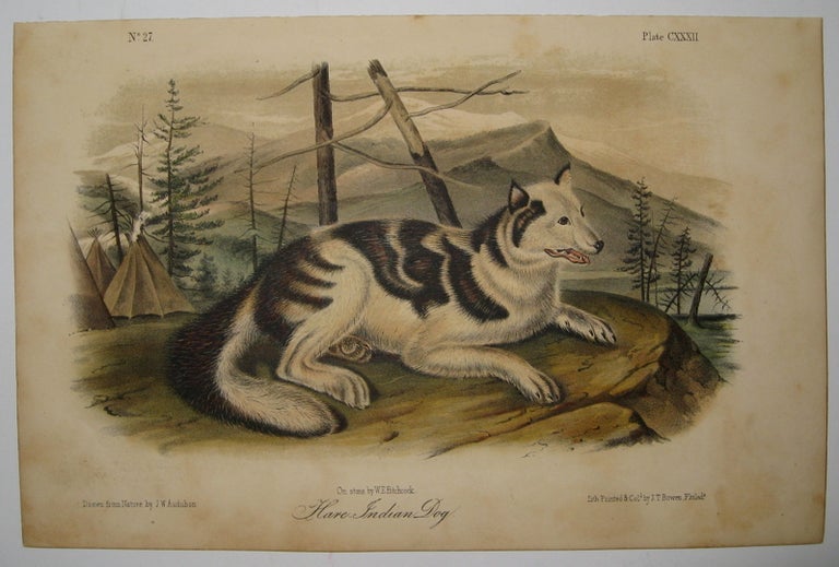 Item #218102 Hare-Indian Dog [Plate 132]. John James AUDUBON.