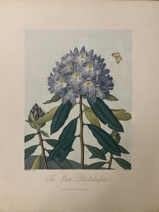 Item #232979 The Pontic Rhododendron. Robert John THORNTON