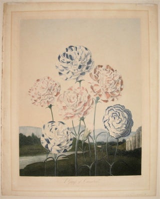 Item #235690 A Group of Carnations. Robert James THORNTON