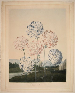 Item #235690 A Group of Carnations. Robert John THORNTON