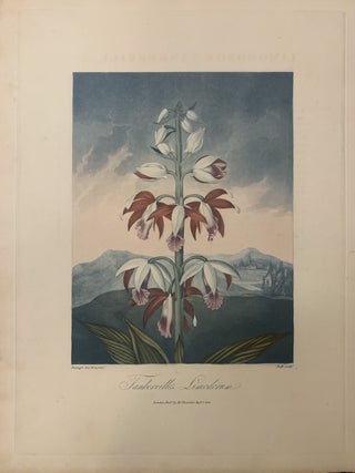 Item #239433 Tankerville's Limodorum. Robert John THORNTON