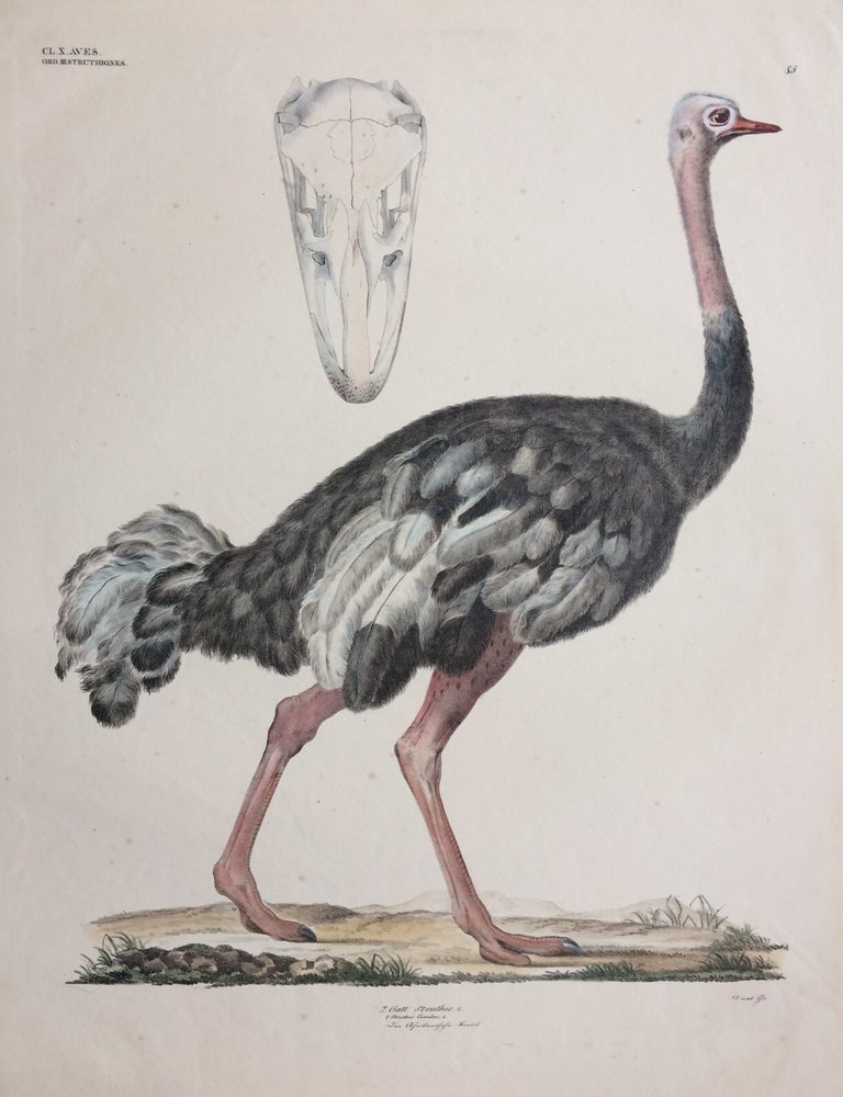Item #284296 Struthio Camelus [Common ostrich]. Georg August GOLDFUSS.