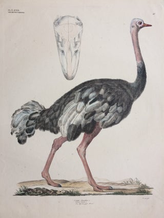 Item #284296 Struthio Camelus [Common ostrich]. Georg August GOLDFUSS