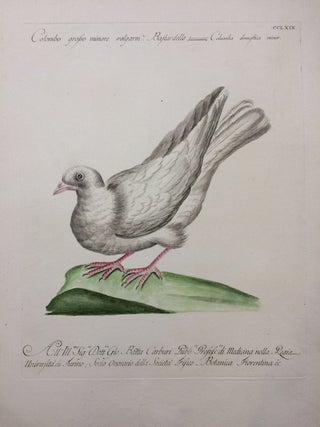 Item #284316 Colombo grosso minore volgarm. Bastardello. Columba domestica minor. [Domestic...