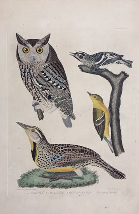 Item #284320 Mottled Owl, Meadow Lark, Black and white Creeper, Pine creeping Warbler. Alexander...
