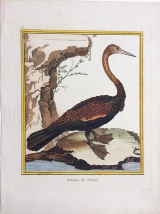 Item #284322 Anhinga du Senegal. Francois-Nicolas MARTINET