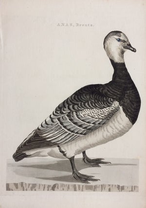 Item #284327 ANAS, Brenta.; (Dutch Duck). Christiann SEPP, Cornelius NOZEMAN