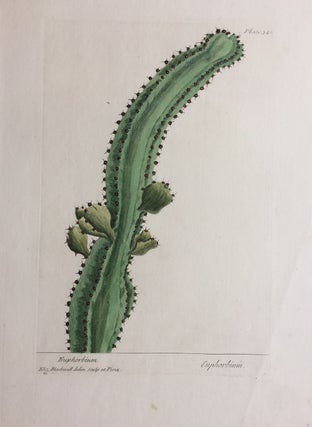 Item #286896 Euphorbium. Euphorbium.; Euphorbia cactus. Elizabeth BLACKWELL