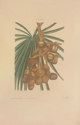 T.4. No. 2 [Date Palm]
