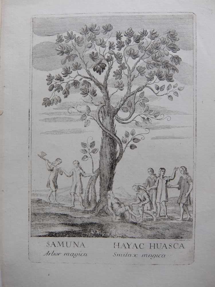Item #289068 Samuna Arbor magica Hayac Huasca Smilax magica; Ayahuasca. FALDONI.