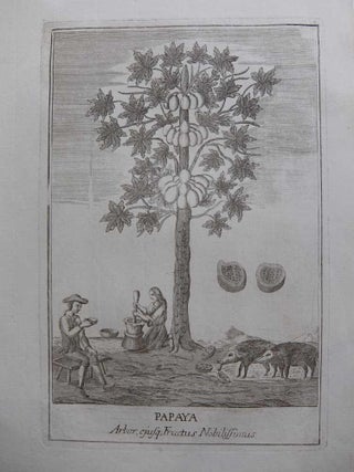 Item #289074 Papaya Arbor, ejusq; Fructus Nobilissimis. ANONYMOUS