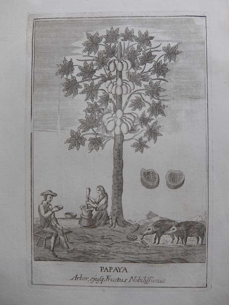 Item #289074 Papaya Arbor, ejusq; Fructus Nobilissimis. ANONYMOUS.