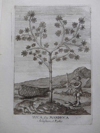 Item #289078 Yuca, seu Mandioca Arbustum, et Radix; Cassava. ANONYMOUS