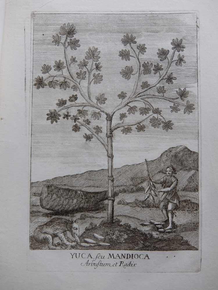 Item #289078 Yuca, seu Mandioca Arbustum, et Radix; Cassava. ANONYMOUS.