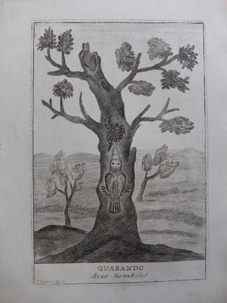 Item #289081 Guarando Avis notabilis; (Remarkable bird). I. PETROSCHI