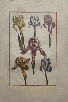 Item #296723 Iris flowers. Maria Sibylla MERIAN